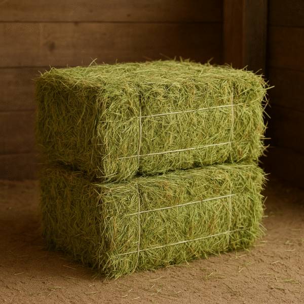 Teff Grass